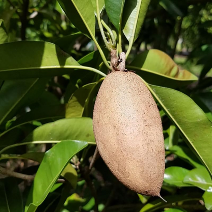 Chiku / Sapota - Banana Sapota - Fruit Plant