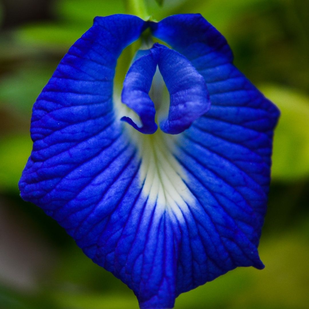 Shangupushpam / Clitoria ternatea - Blue Single Petal - Flower Plant