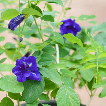 Shangupushpam / Clitoria ternatea - Blue Single Petal - Flower Plant