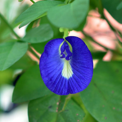 Shangupushpam / Clitoria ternatea - Blue Single Petal - Flower Plant