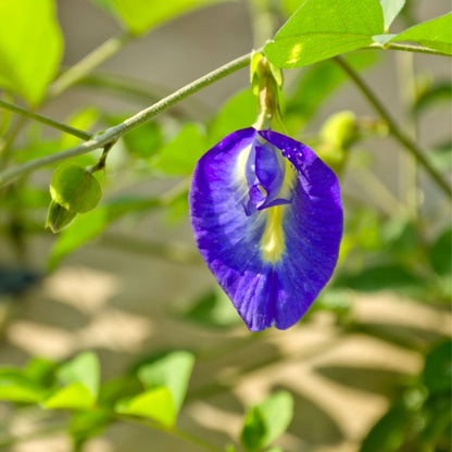 Shangupushpam / Clitoria ternatea - Blue Single Petal - Flower Plant