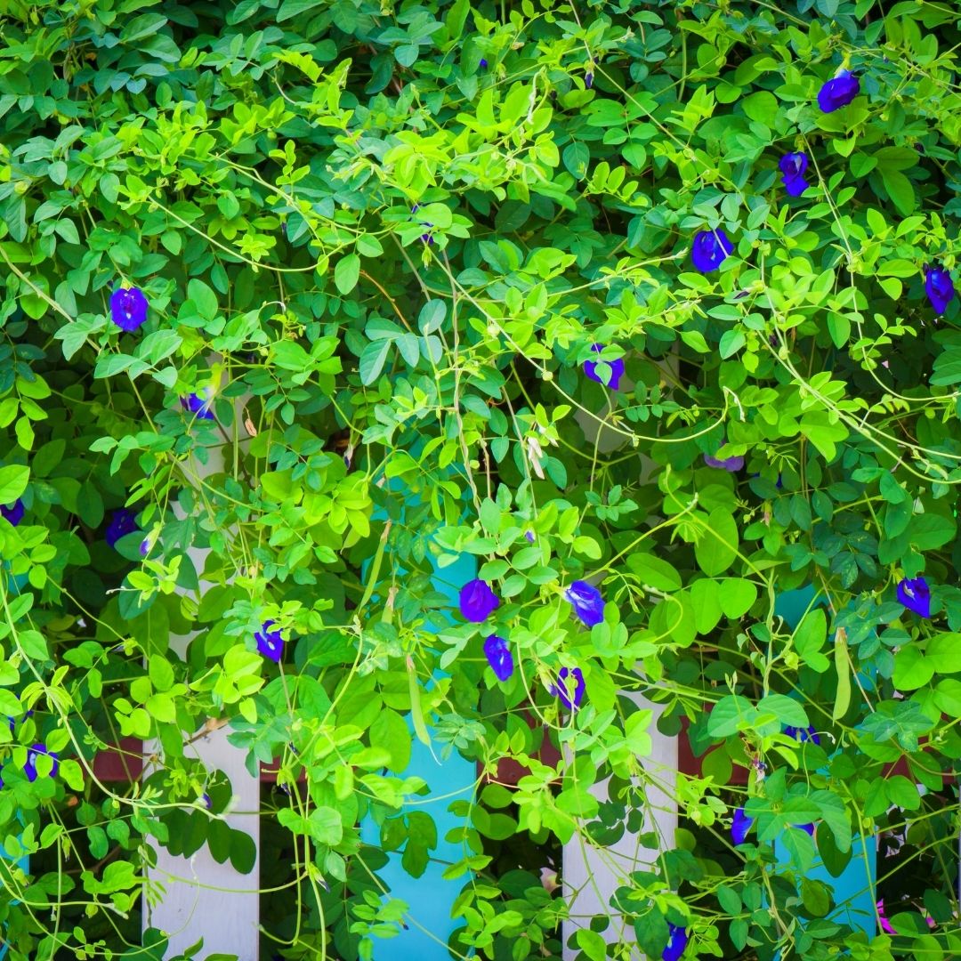 Shangupushpam / Clitoria ternatea - Blue Single Petal - Flower Plant