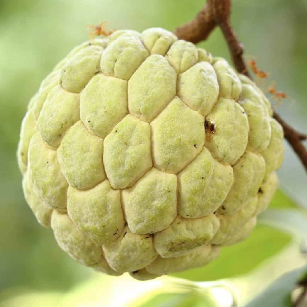 Golden Sugar Apple (Sitafal) Fruit Plant