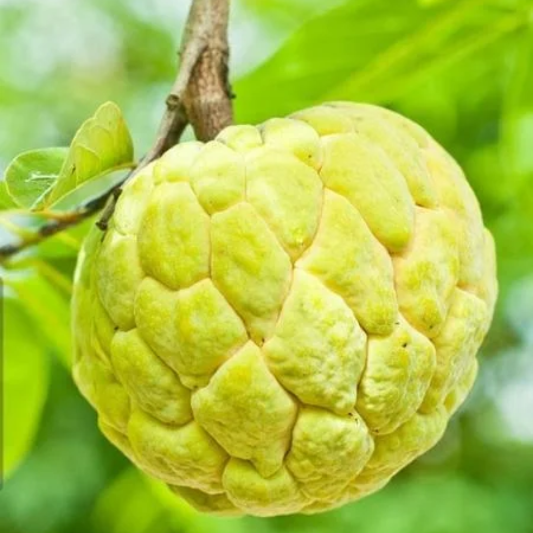 Golden Sugar Apple (Sitafal) Fruit Plant