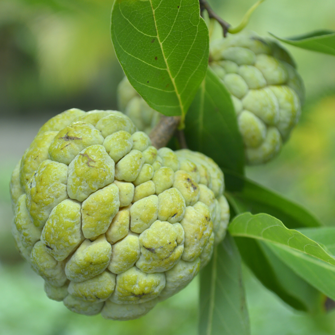 Sugar Apple (Sitafal) - Green  Fruit Plant