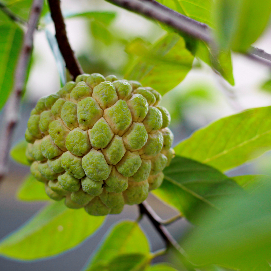 Sugar Apple (Sitafal) - Green  Fruit Plant