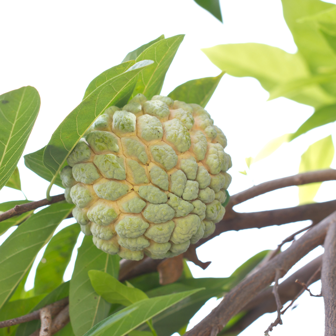 Sugar Apple (Sitafal) - Green  Fruit Plant