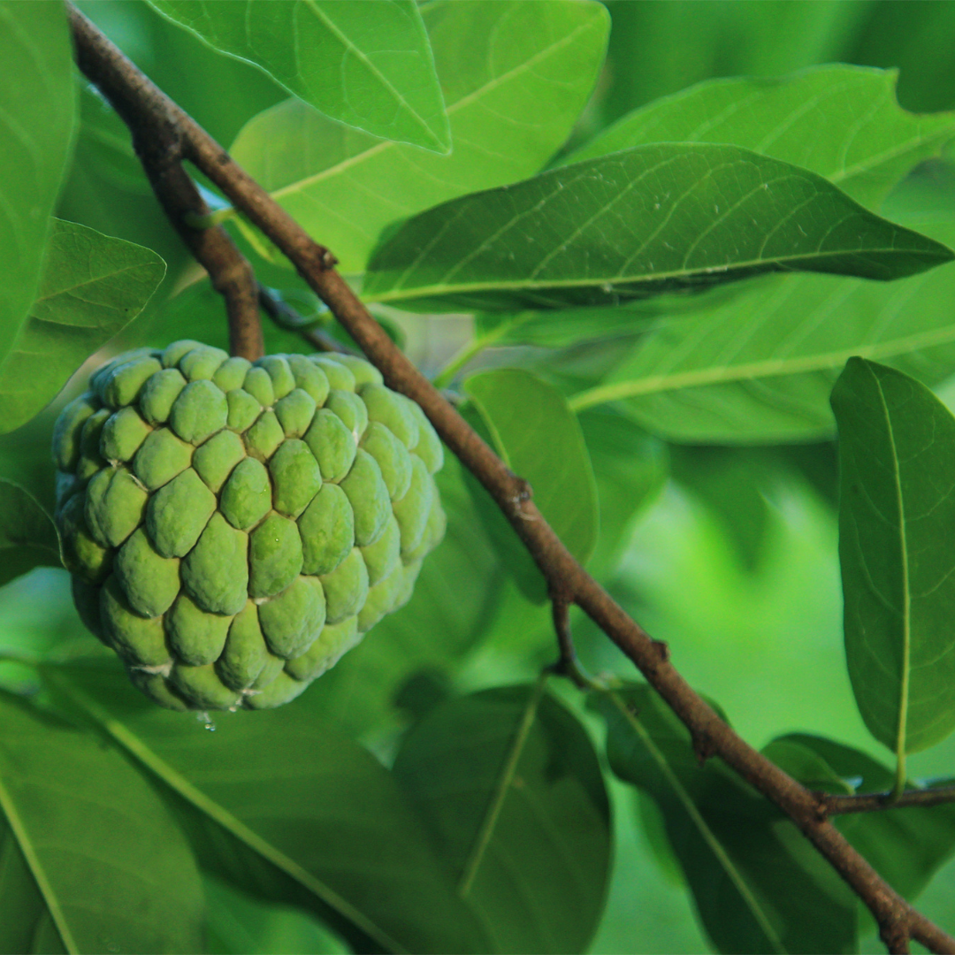 Sugar Apple (Sitafal) - Green  Fruit Plant