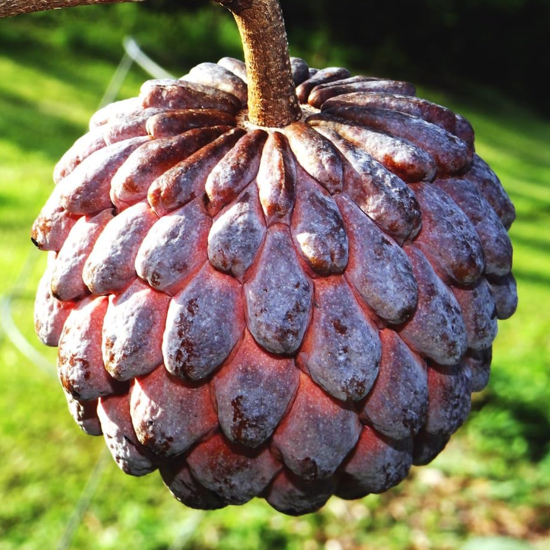 Sugar Apple (Sitafal) - Red  Fruit Plant