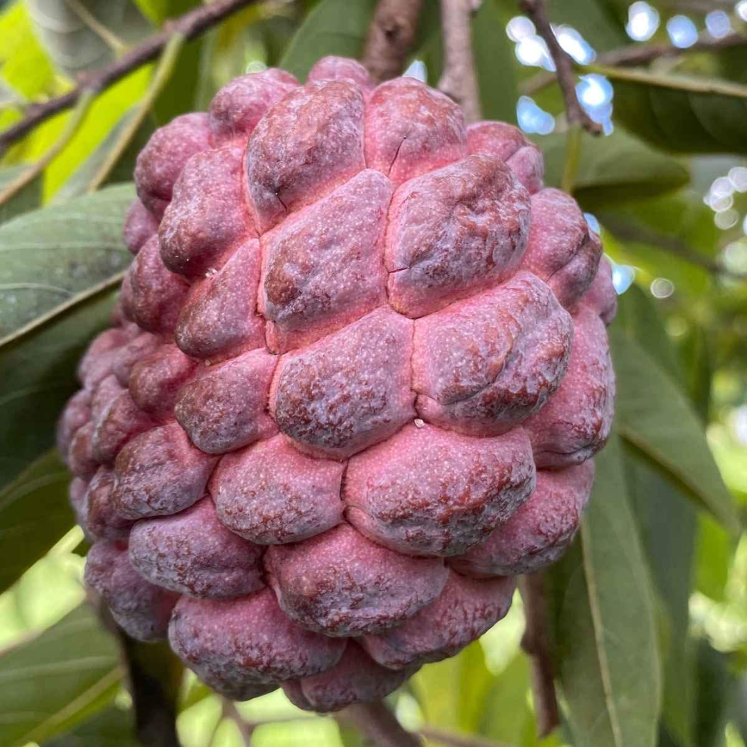 Sugar Apple (Sitafal) - Red  Fruit Plant