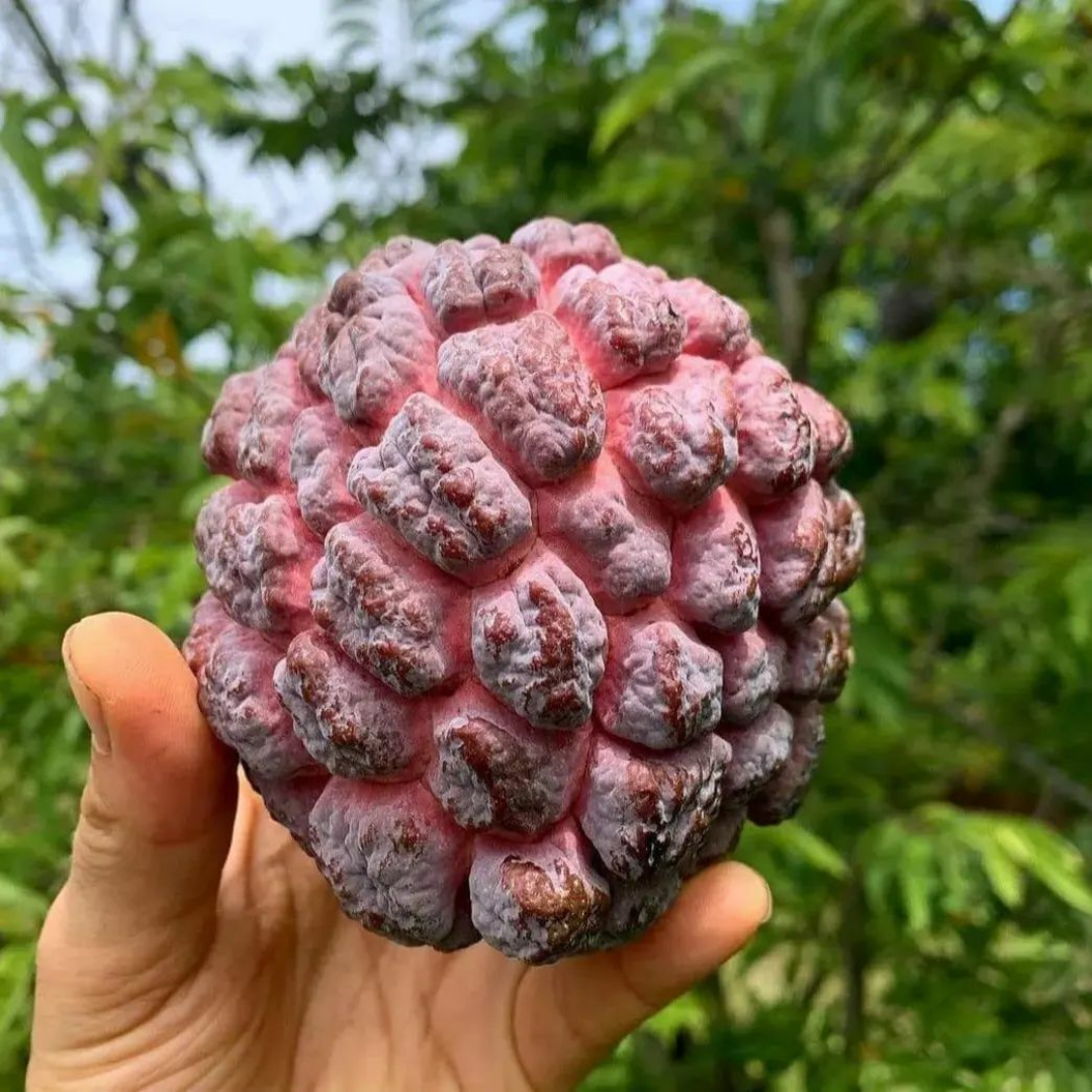 Sugar Apple (Sitafal) - Red  Fruit Plant