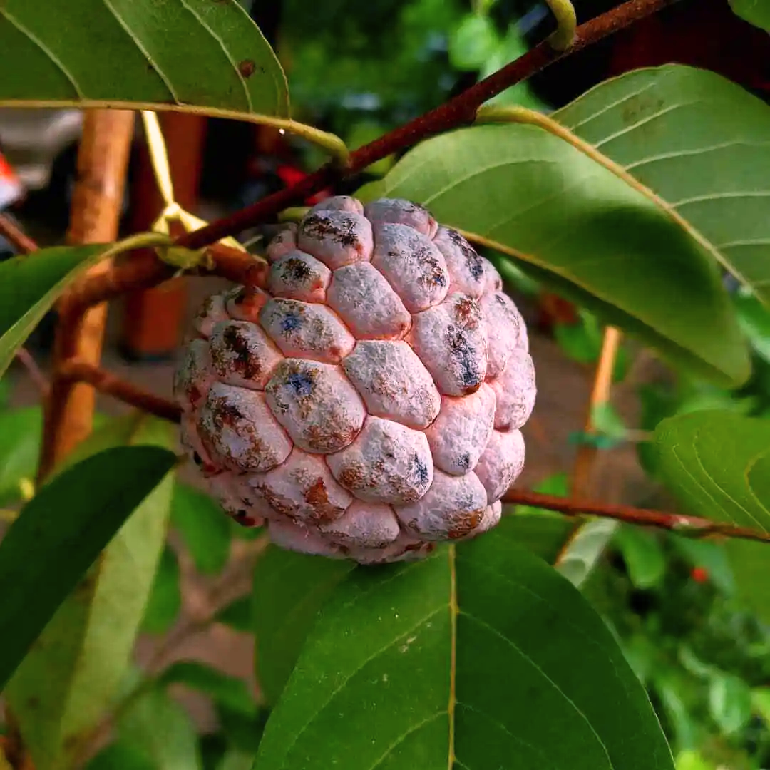 Sugar Apple (Sitafal) - Red  Fruit Plant