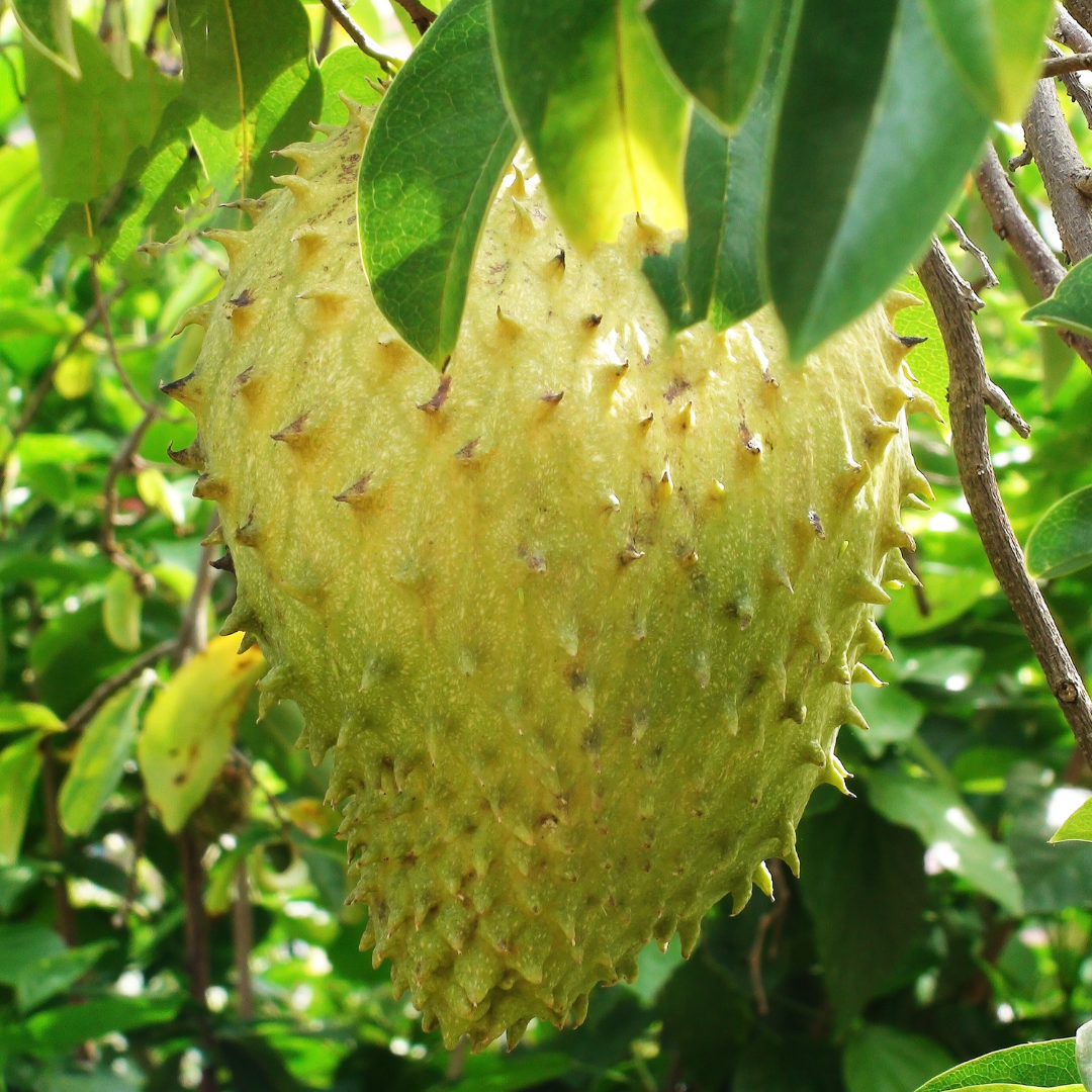 Soursop (Laxman Phal) - Giant Fruit Plant