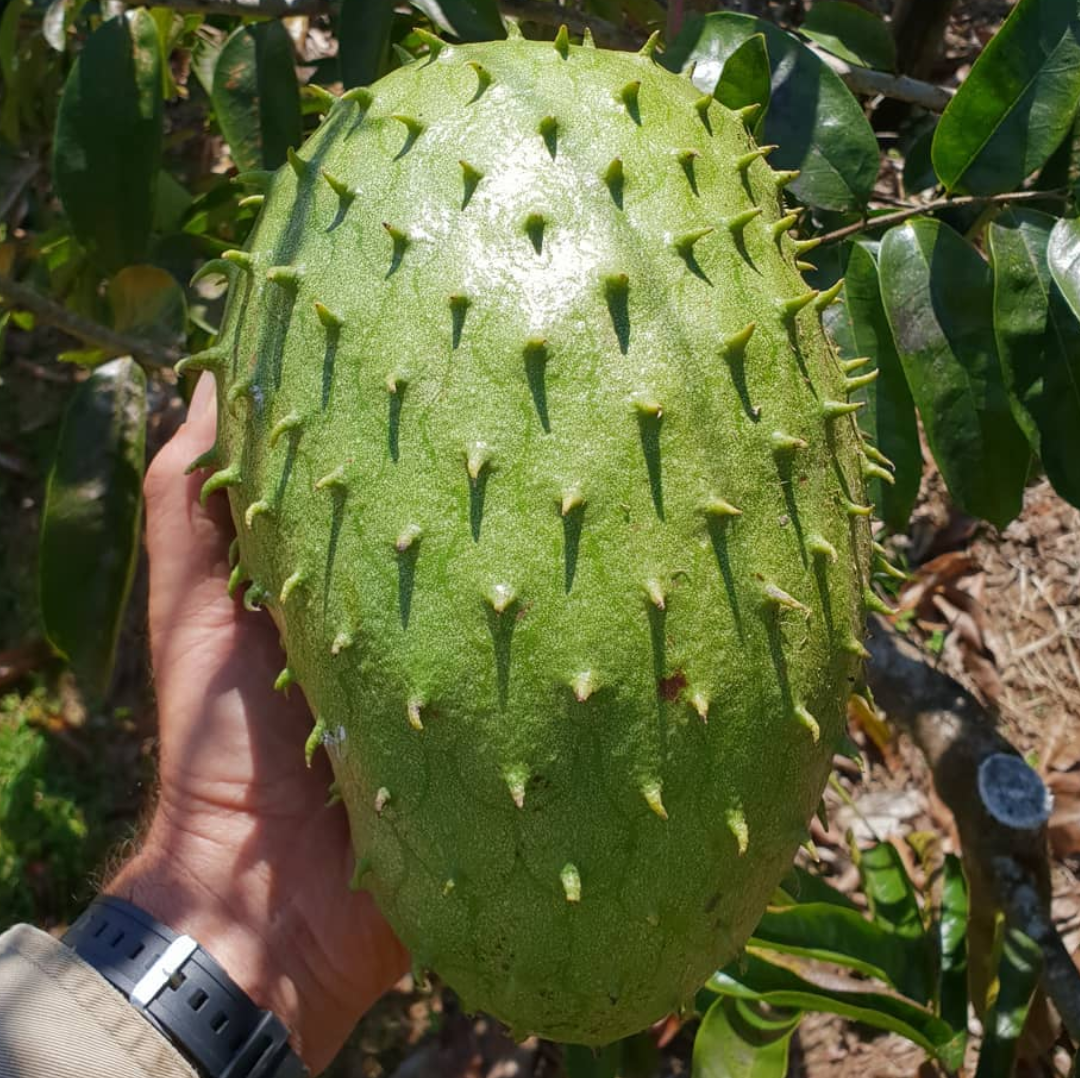 Soursop (Laxman Phal) - Giant Fruit Plant