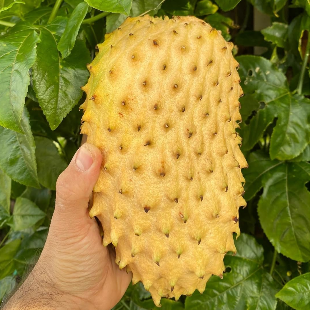 Soursop (Laxman Phal) - Yellow Fruit Plant