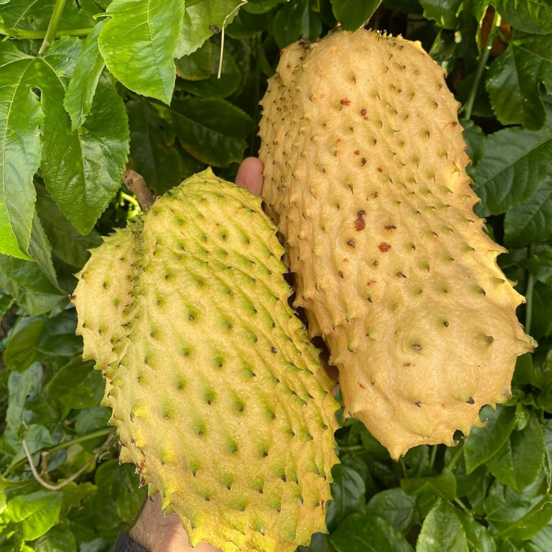 Soursop (Laxman Phal) - Yellow Fruit Plant