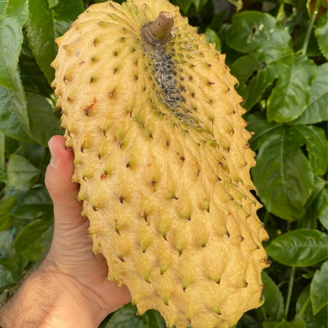 Soursop (Laxman Phal) - Yellow Fruit Plant