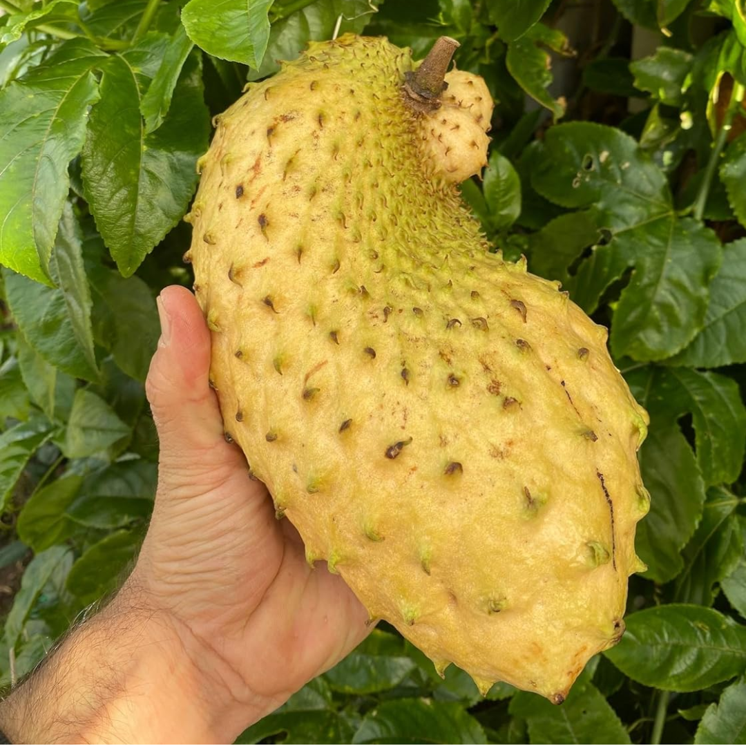 Soursop (Laxman Phal) - Yellow Fruit Plant