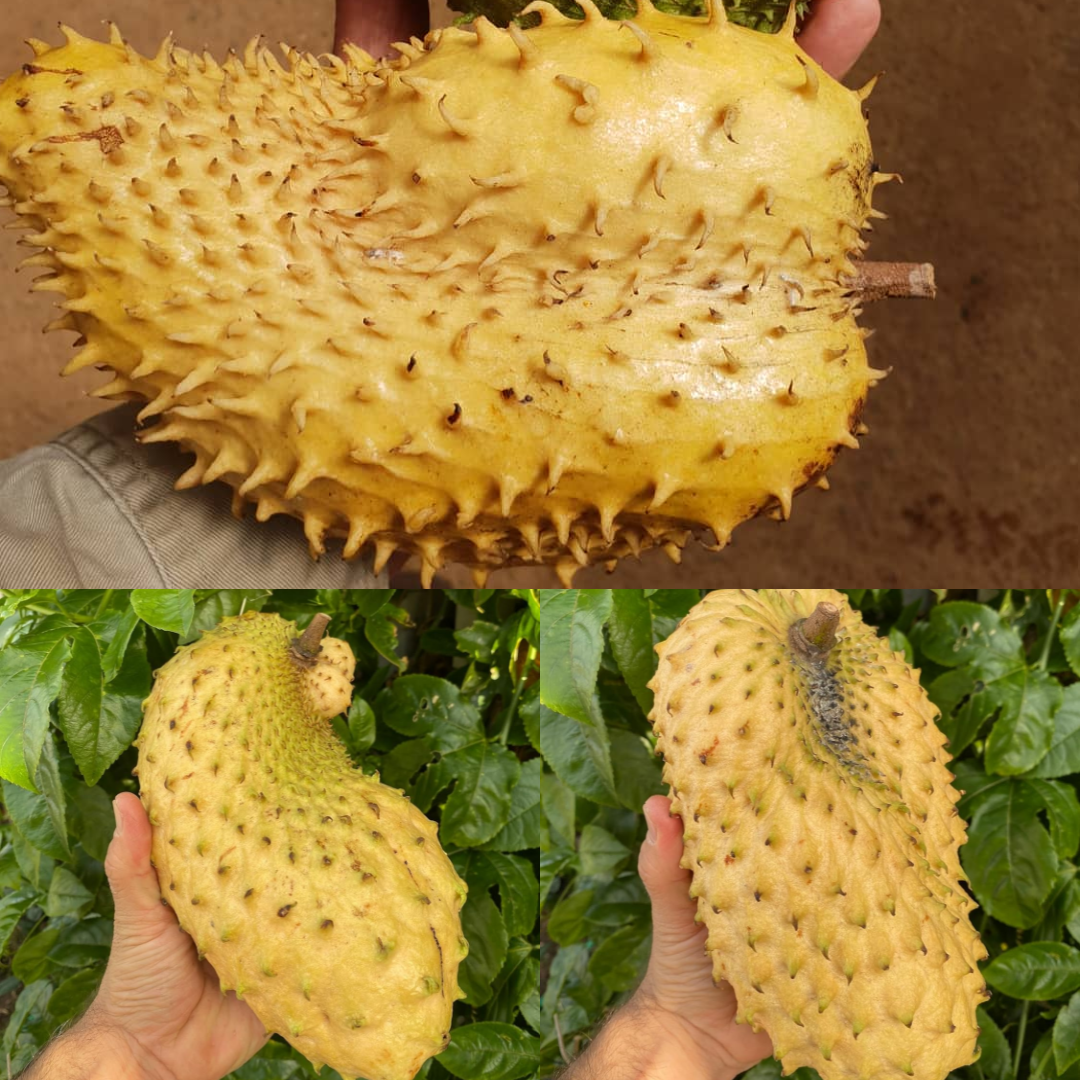 Soursop (Laxman Phal) - Yellow Fruit Plant