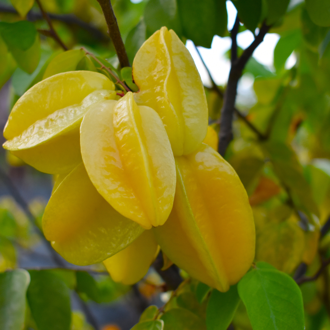 Star Fruit / Carambola - Averrhoa carambola Fruit Plant