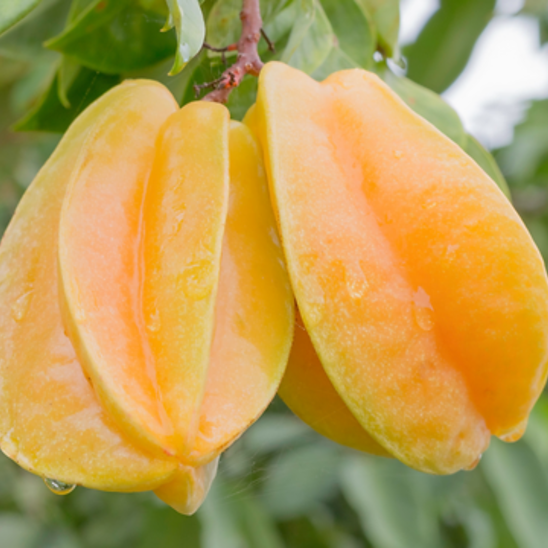 Star Fruit / Carambola - Averrhoa carambola Fruit Plant