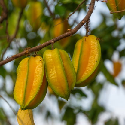 Star Fruit / Carambola - Averrhoa carambola Fruit Plant