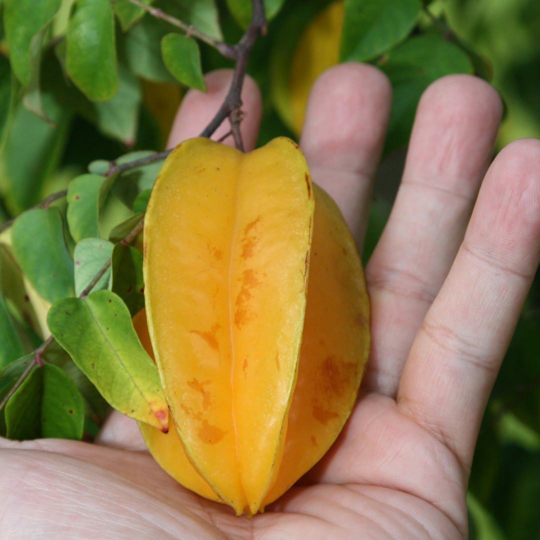 Star Fruit / Carambola - Averrhoa carambola Fruit Plant