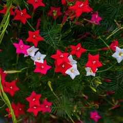 Star Glory - Mixed - 10 Climbing Flower Seeds