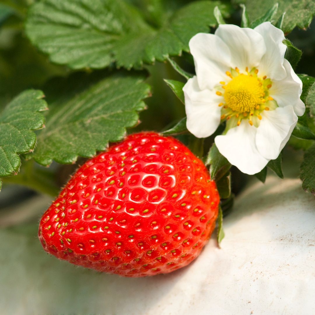 Strawberry - Winter Dawn - Fruit Plant