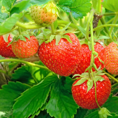 Strawberry - Winter Dawn - Fruit Plant