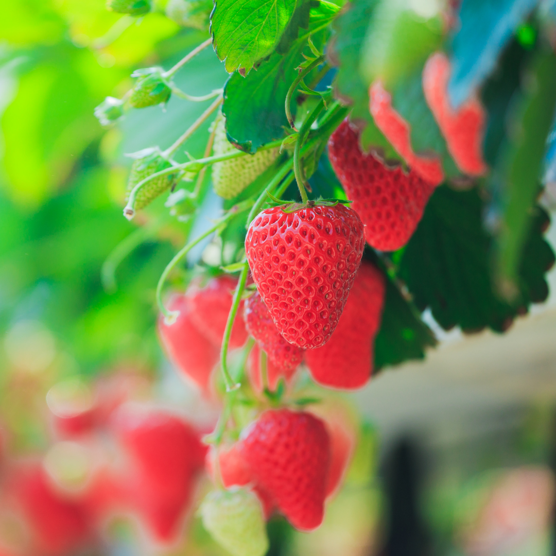 Strawberry - Winter Dawn - Fruit Plant