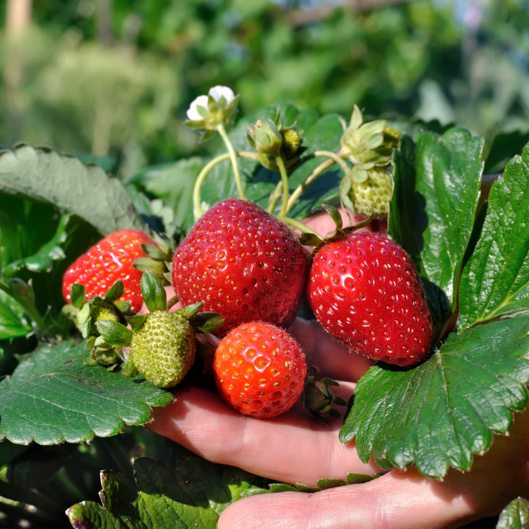 Strawberry - Winter Dawn - Fruit Plant