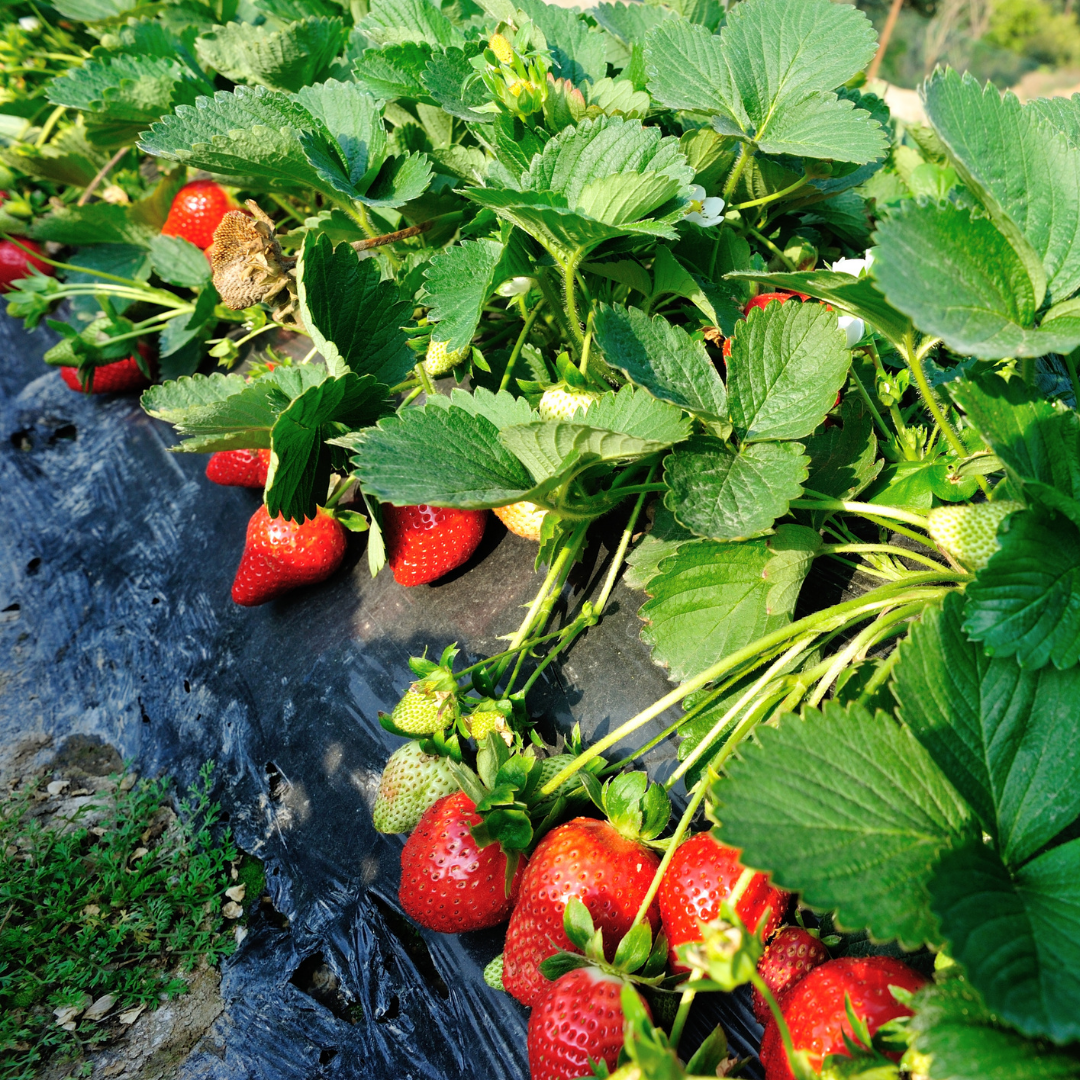 Strawberry - Winter Dawn - Fruit Plant