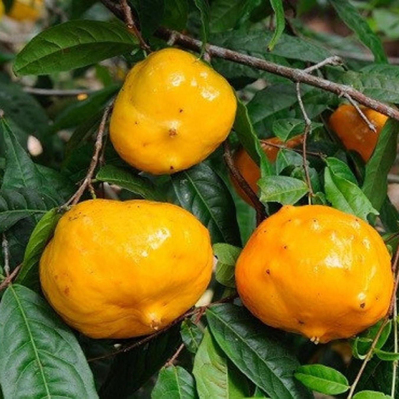 Sundrop  - Eugenia Victoriana Fruit Plant