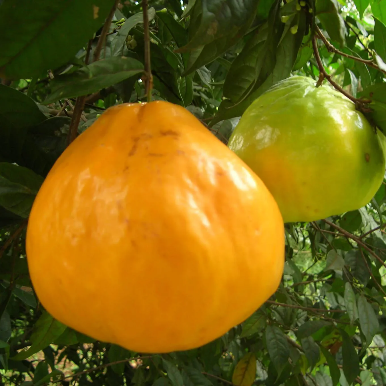 Sundrop  - Eugenia Victoriana Fruit Plant