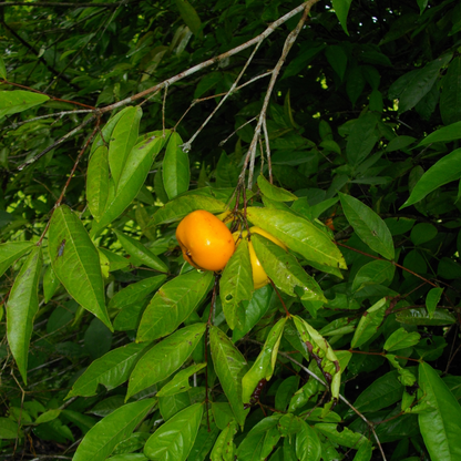 Sundrop  - Eugenia Victoriana Fruit Plant