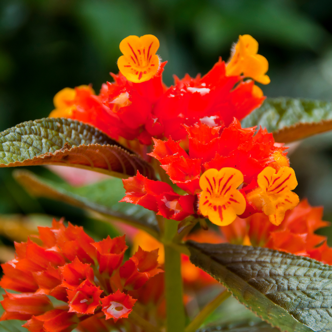 Sunset Bell - Chrysothemis pulchella - Hybrid Flower Plant