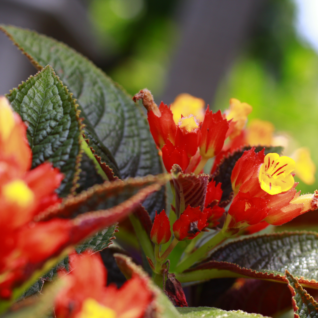 Sunset Bell - Chrysothemis pulchella - Hybrid Flower Plant