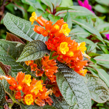 Sunset Bell - Chrysothemis pulchella - Hybrid Flower Plant