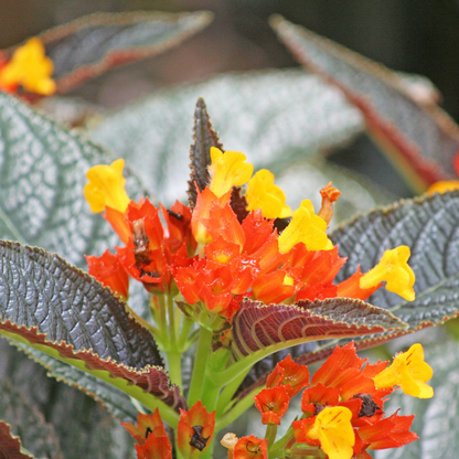 Sunset Bell - Chrysothemis pulchella - Hybrid Flower Plant