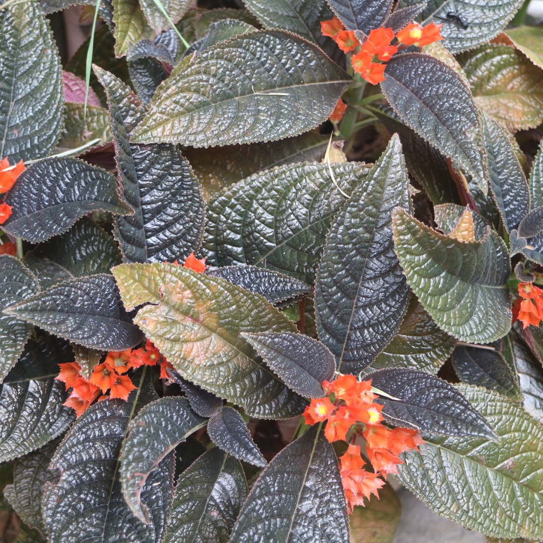 Sunset Bell - Chrysothemis pulchella - Hybrid Flower Plant