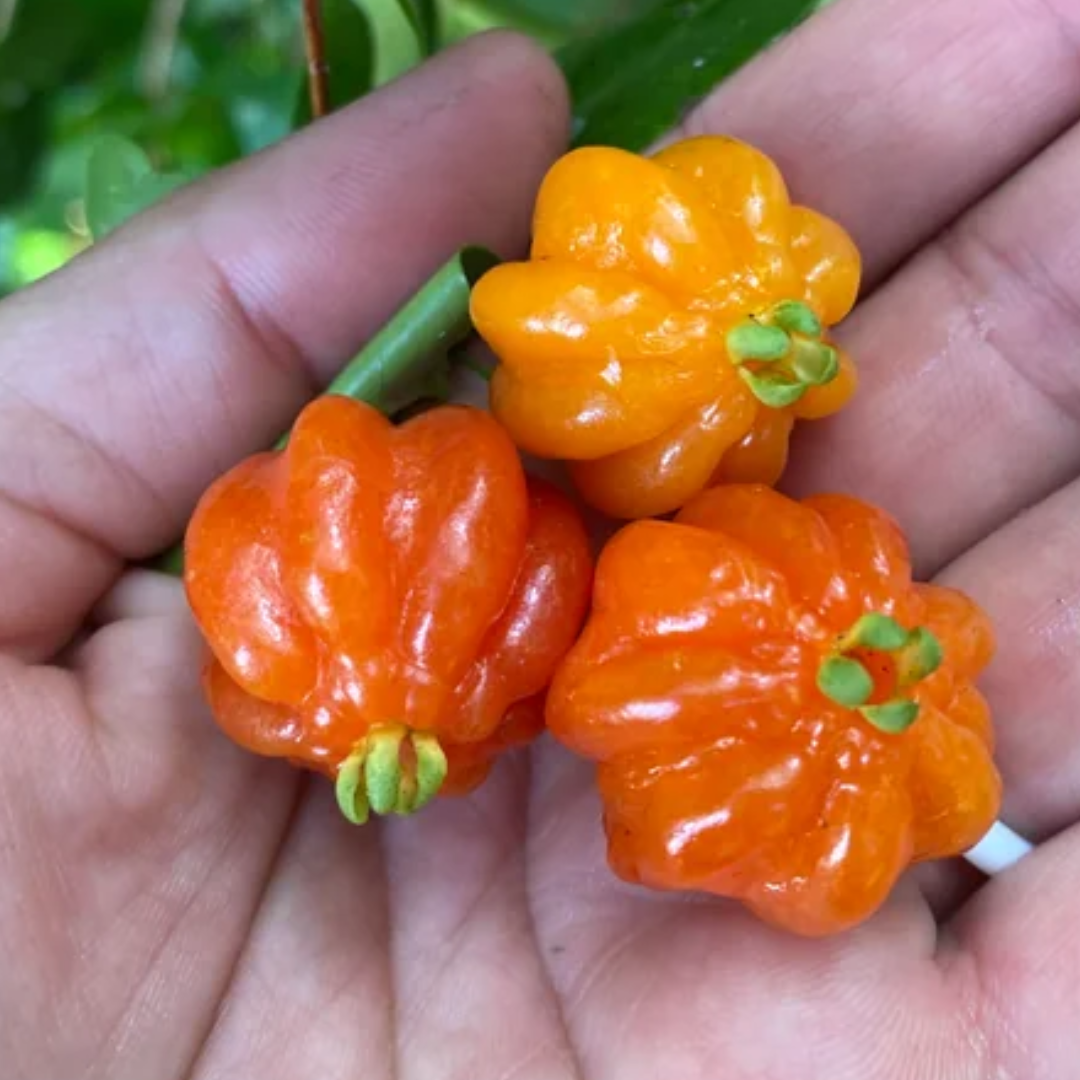 Surinam Cherry - Orange Fruit Plant