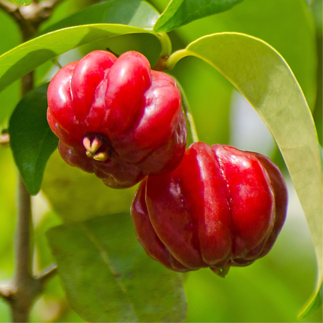 Surinam Cherry - Red - Hybrid Fruit Plant