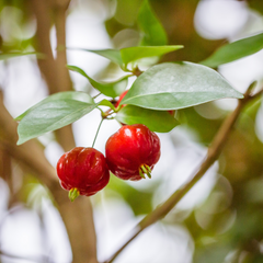 Surinam Cherry - Red - Hybrid Fruit Plant
