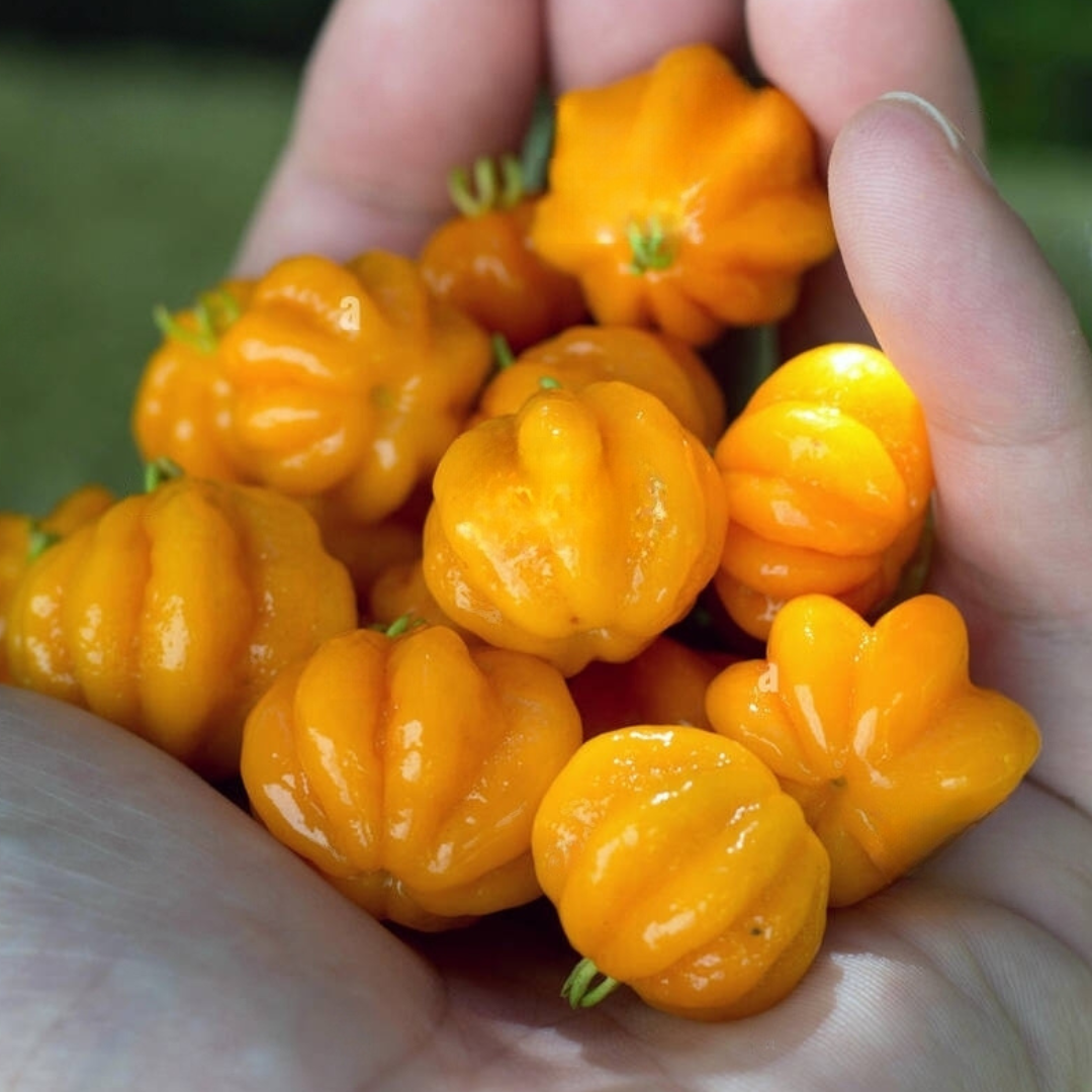 Surinam Cherry - Yellow - Hybrid Fruit Plant