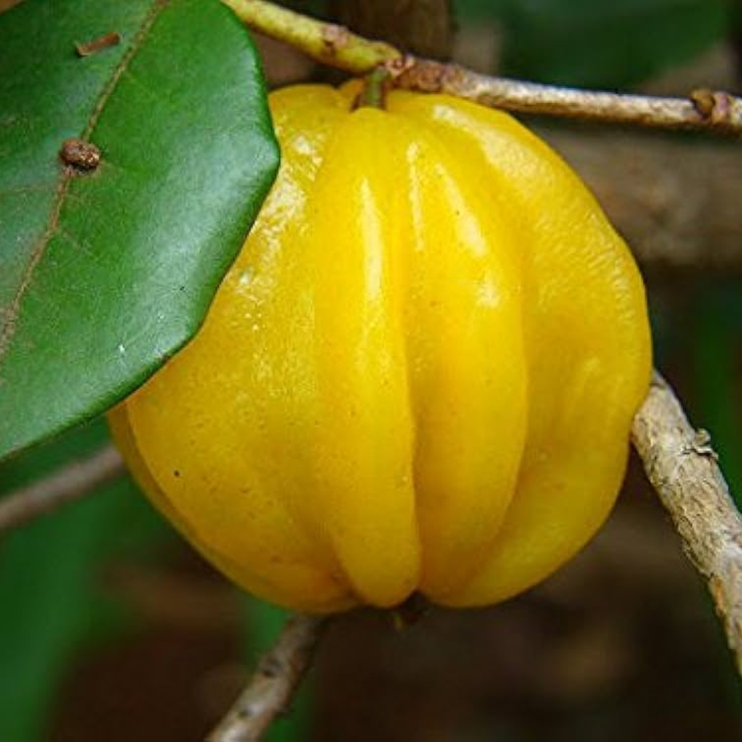 Surinam Cherry - Yellow - Hybrid Fruit Plant