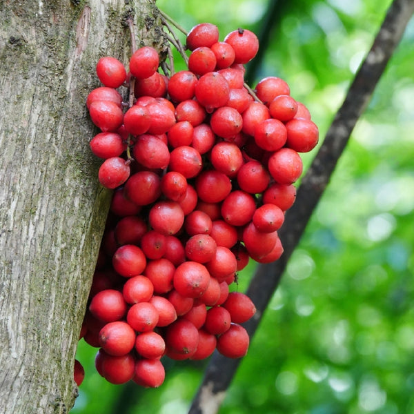 Red Rambai (Baccaurea Motleyana) Fruit Plant