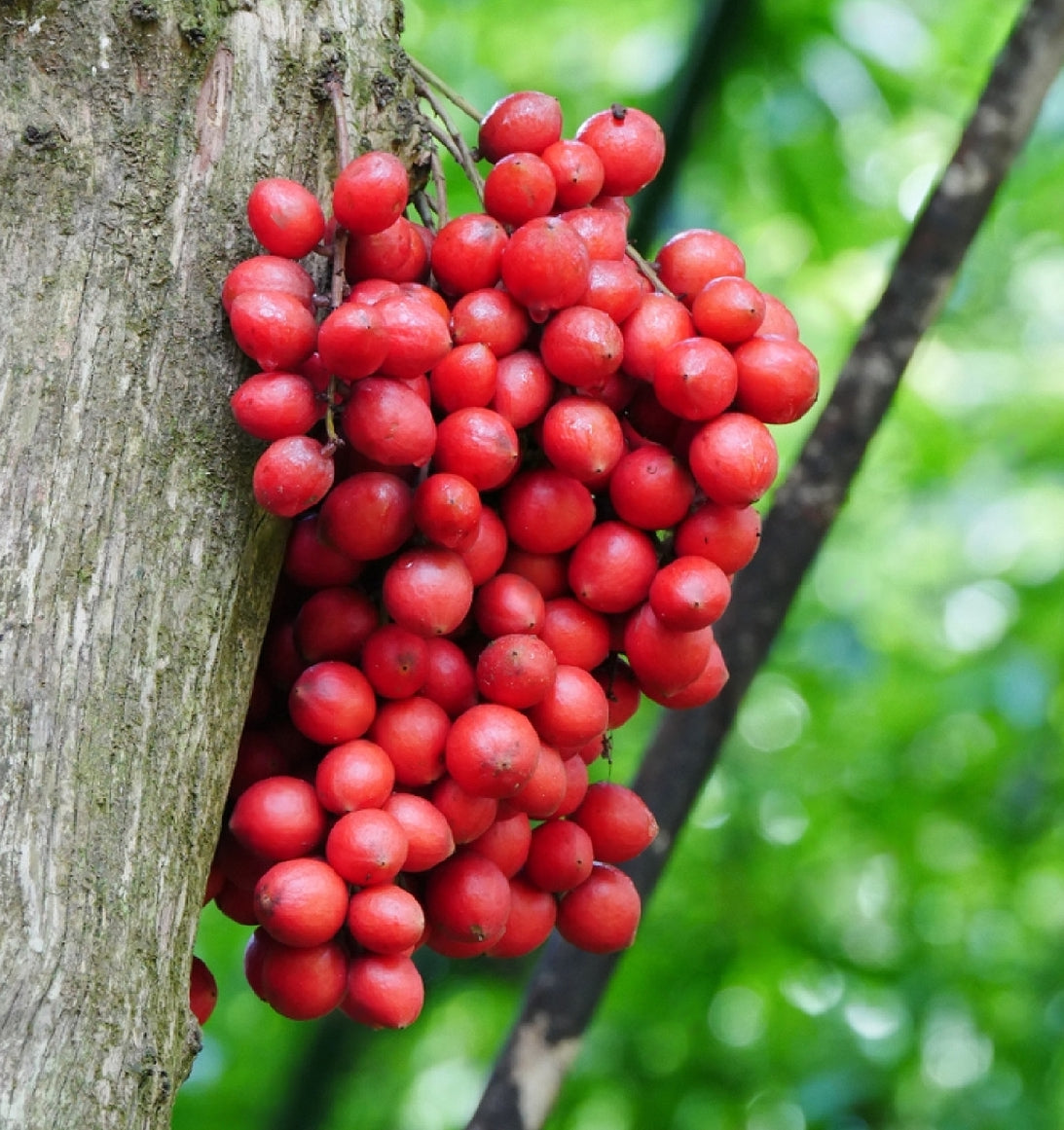 Red Rambai (Baccaurea Motleyana) Fruit Plant