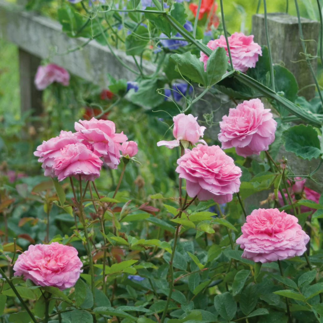 Rose - The Mayflower - Hybrid Flower Plant