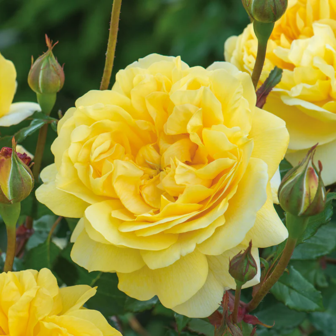 Rose - The Poet's Wife - Hybrid Flower Plant